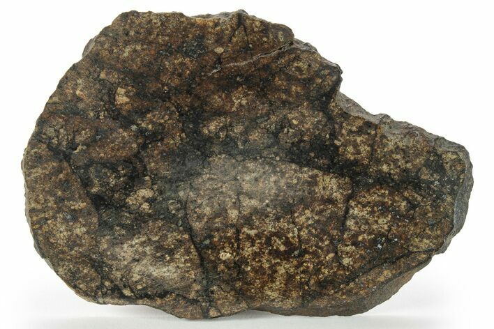 Chondrite Meteorite ( g) Slice with Shock Veins - Morocco #227982